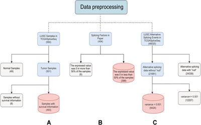 Screening and Identification of Survival-Associated Splicing Factors in Lung Squamous Cell Carcinoma